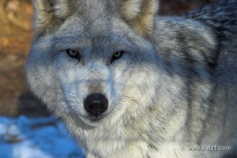 Arctic Wolf 012